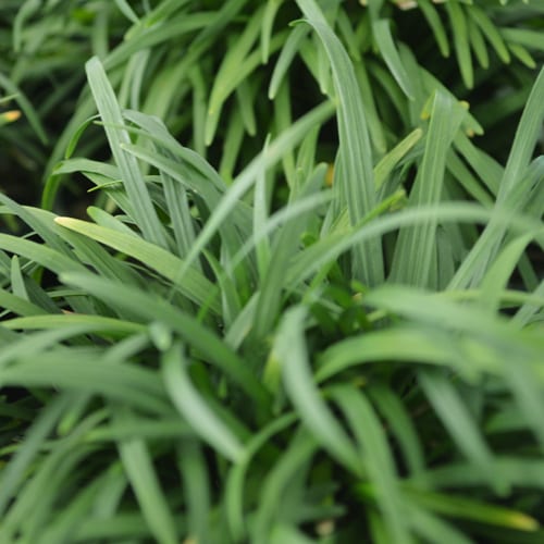 groundcovers