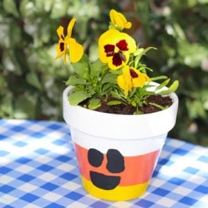 plant pansies in planter