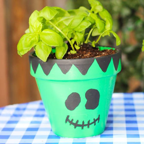 plant basil in pottery