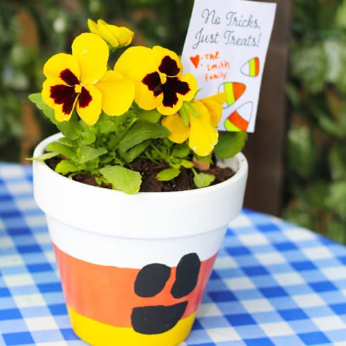 pansy planter with trick or treat plant tag