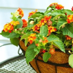 spiller plant