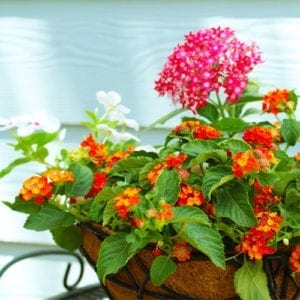 hanging baskets