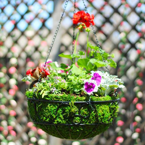 Easy Easter Color All About Hanging Baskets Calloway’s Nursery