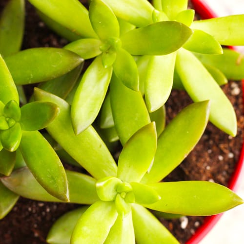 green succulent