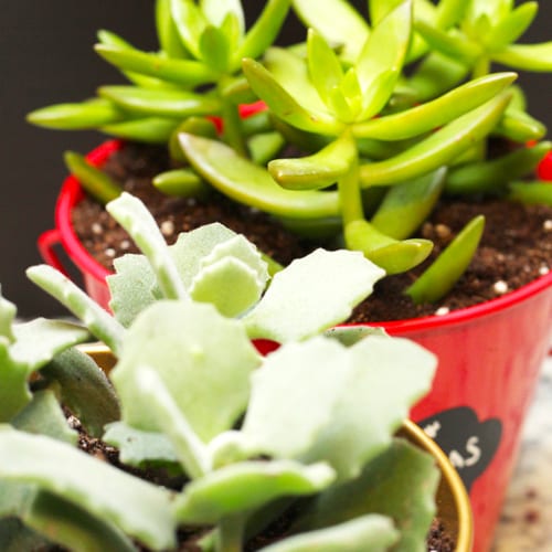 planting succulents