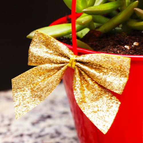 gift with succulents
