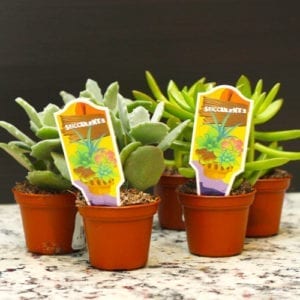 succulents