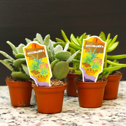 succulents
