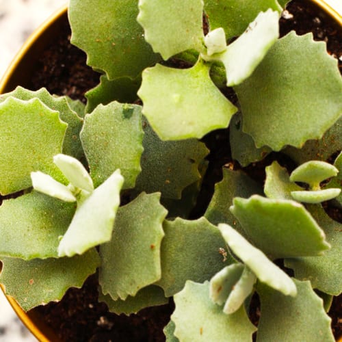 succulent