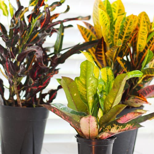 croton plant selections