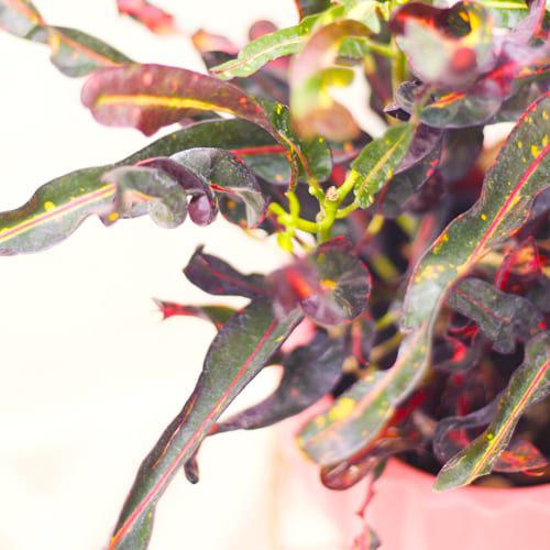 croton plant