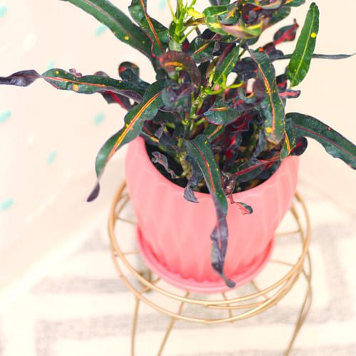 design ideas with crotons