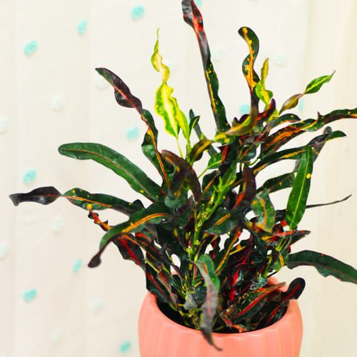 indoor plants