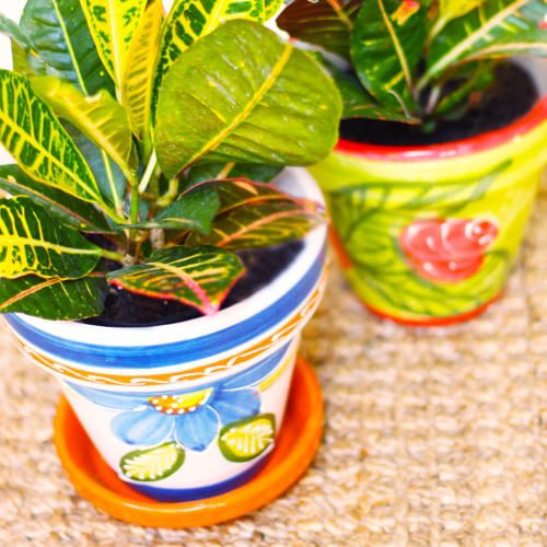 crotons in pottery