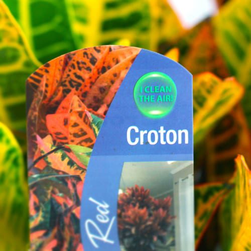 Petra Croton: Grow Colorful Plants Indoors