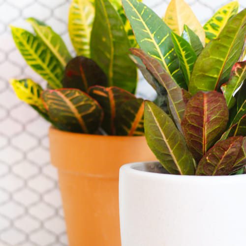 indoor crotons