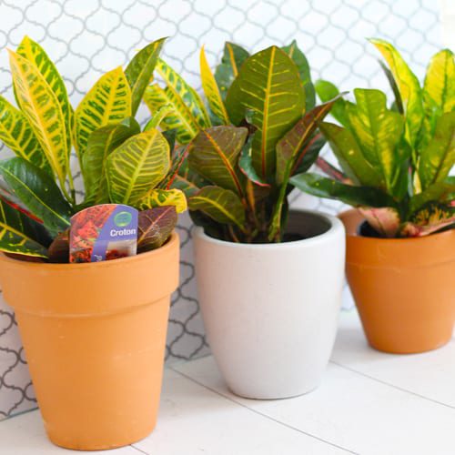 croton plants in terra cotta