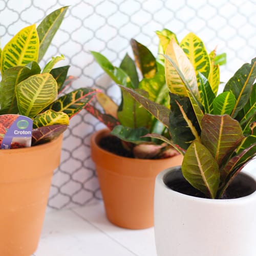 indoor plant ideas