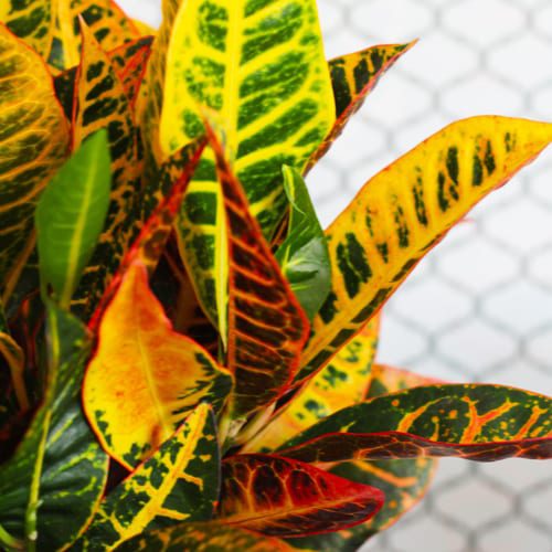 petra croton leaves