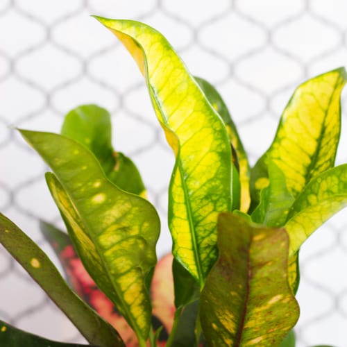 croton leaves