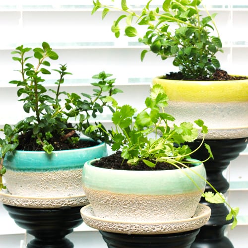 grow herbs with stylish containers