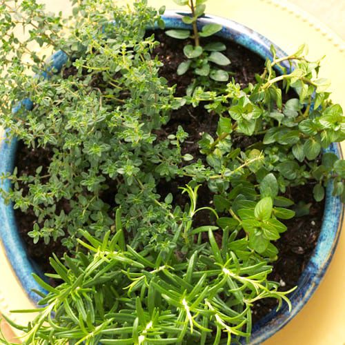 herb container garden