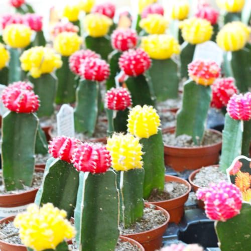 graffiti cactus plants
