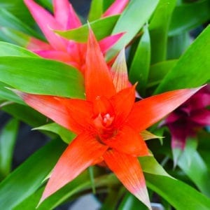 bromeliad plant