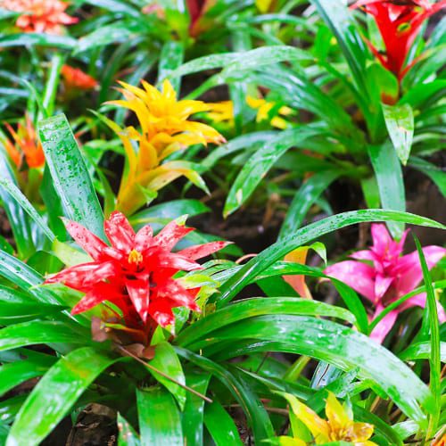 bromeliad plants