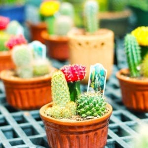 cactus plants