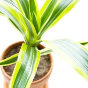 lime dracaena