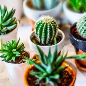 succulents and cacti
