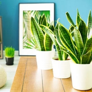 sansieveria plants on shelf