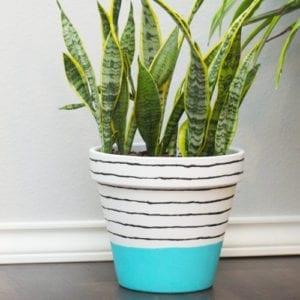 sansieveria plant