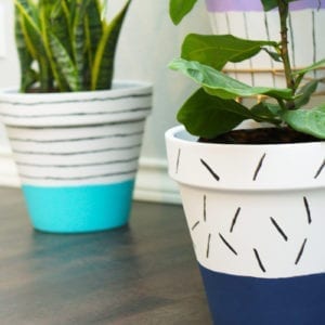 close up of indoor plants in new containers