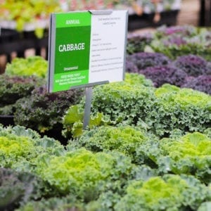 cabbage plants