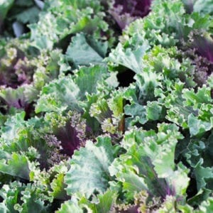 kale plants