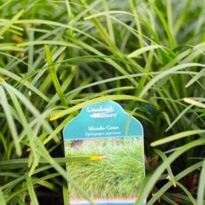 mondo grass
