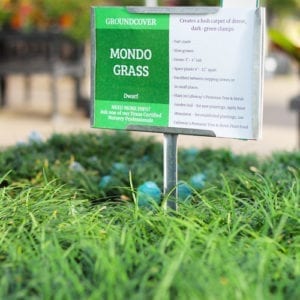 mondo grass