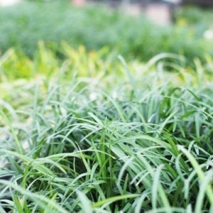 groundcovers