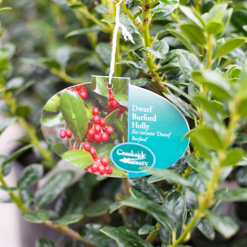 dwarf burford holly