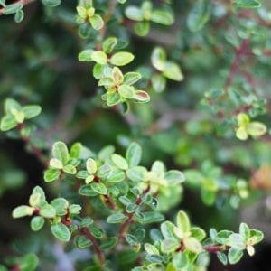 dwarf micron yaupon holly