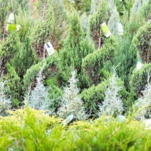 variety of juniper plants