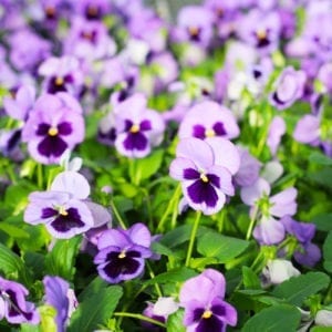 purple blotch matrix pansy