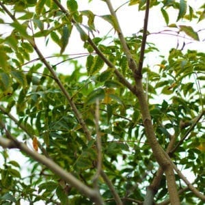Chinese Pistache