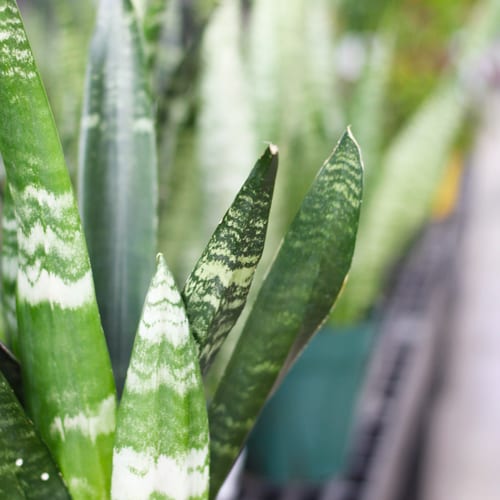sansieveria leaves