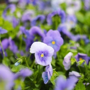clear blue matrix pansy