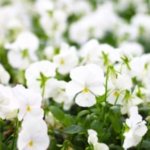 white matrix pansy
