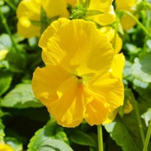 yellow clear matrix pansy