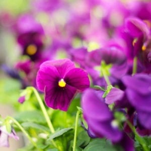 purple clear matrix pansy